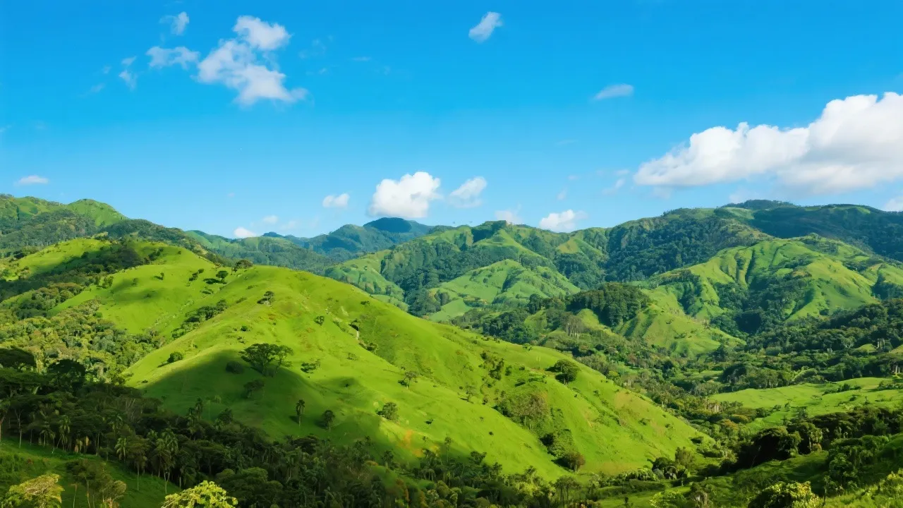 Discovering Zap Ilicinea